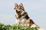 CHIEN FINNOIS DE LAPONIE 652